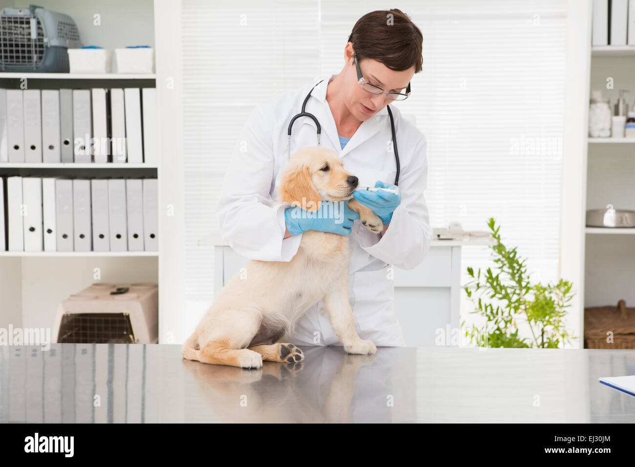 veterinarian-giving-medicine-to-dog-stock-photo-alamy