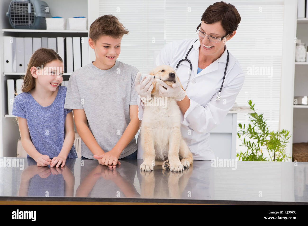 Smiling vet examining a dog with its owners Stock Photo - Alamy