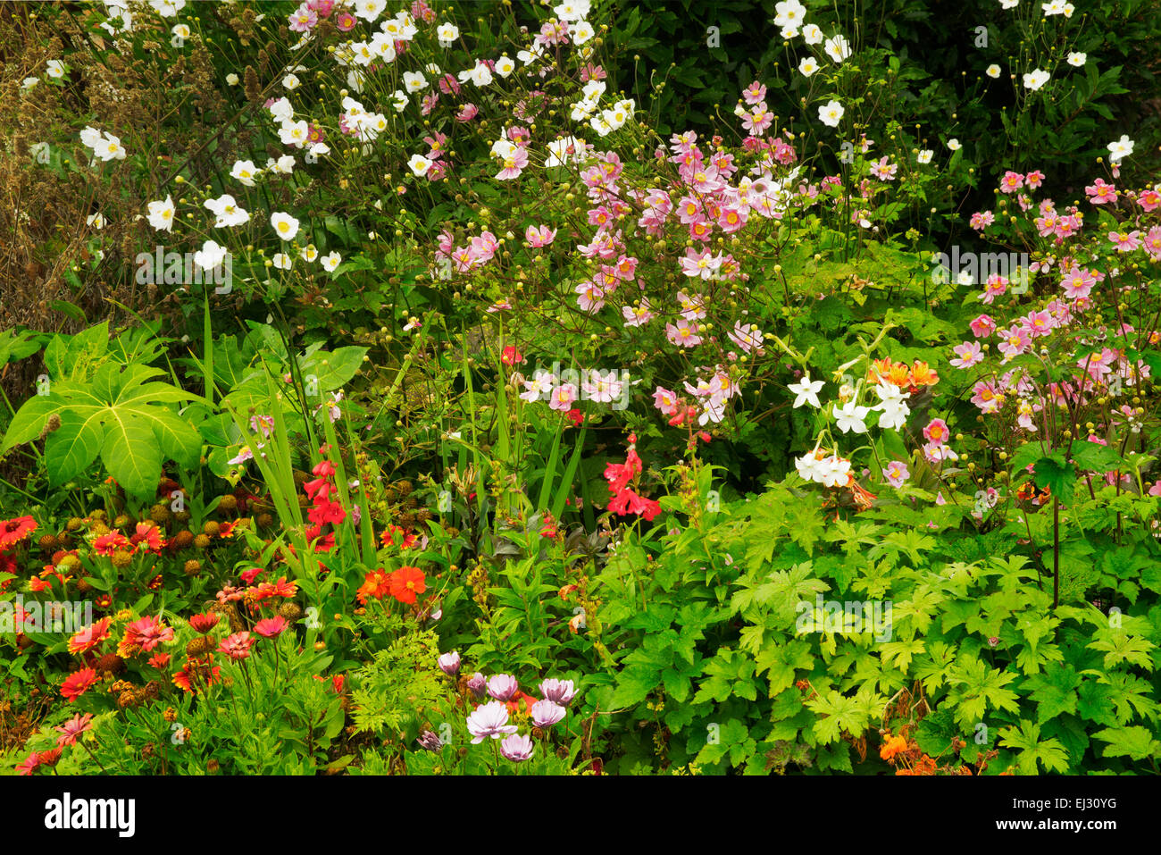 Mixed flowers garden. Gardens at Domoland Castle. Ireland Stock Photo