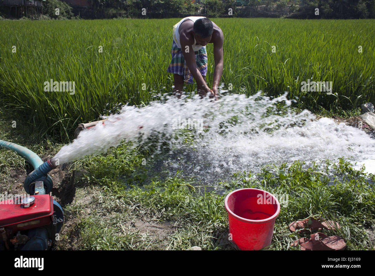 Dhaka, Bangladesh. 20th Mar, 2015. Dhaka, Bangladesh 20th March 2015; Farmer watering pitch black water in their cropland from Bali river which are polluted by sewage, filth & toxic chemicals flow which are poluted. A new UN report launched in New Delhi on March 20 ahead of World Water Day on March 22 warned of an urgent need to manage the world's water more sustainably and highlight the problem of groundwater over-extraction, particularly in India and China. The report says global demand for water is increasing exponentially, driven largely by population growth. (Credit Image: © Zakir Hossa Stock Photo