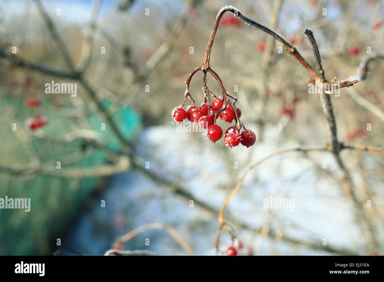 branches covered with snow winter snowfall background Stock Photo - Alamy