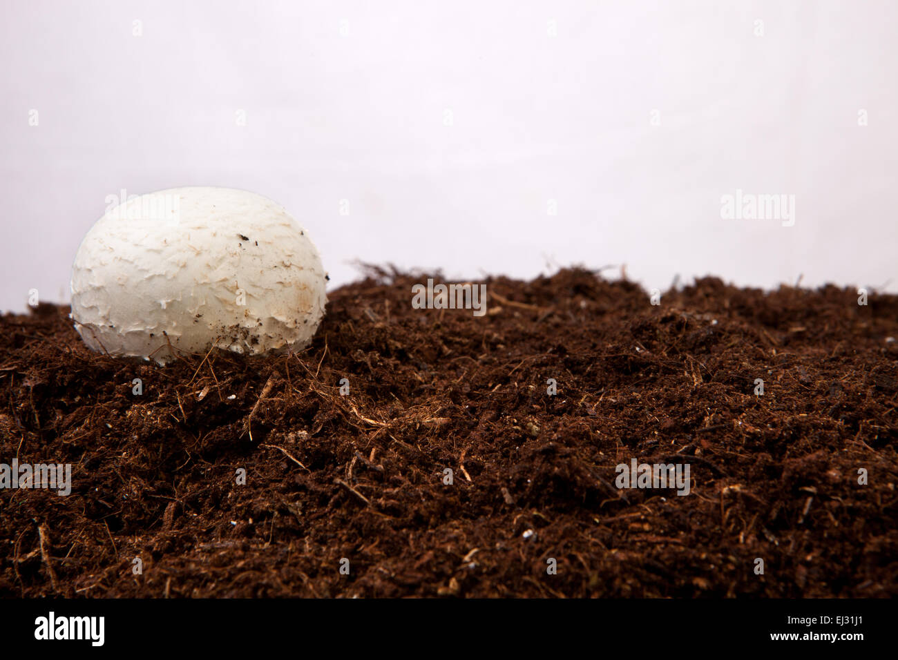 White mushroom growing over black soil. Isolated over white background Stock Photo