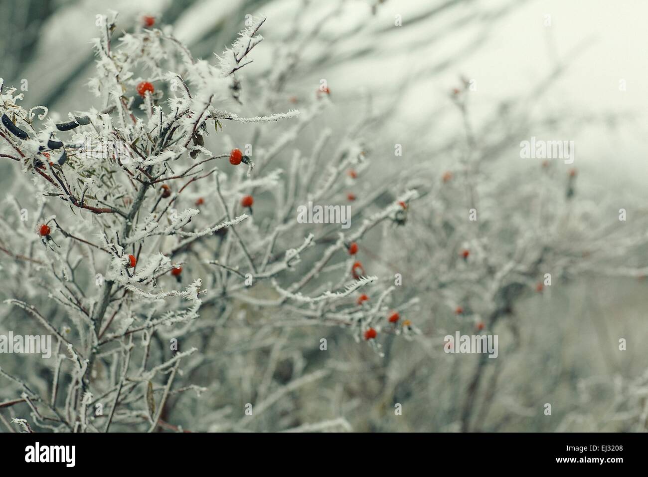 branches covered with snow winter snowfall background Stock Photo - Alamy