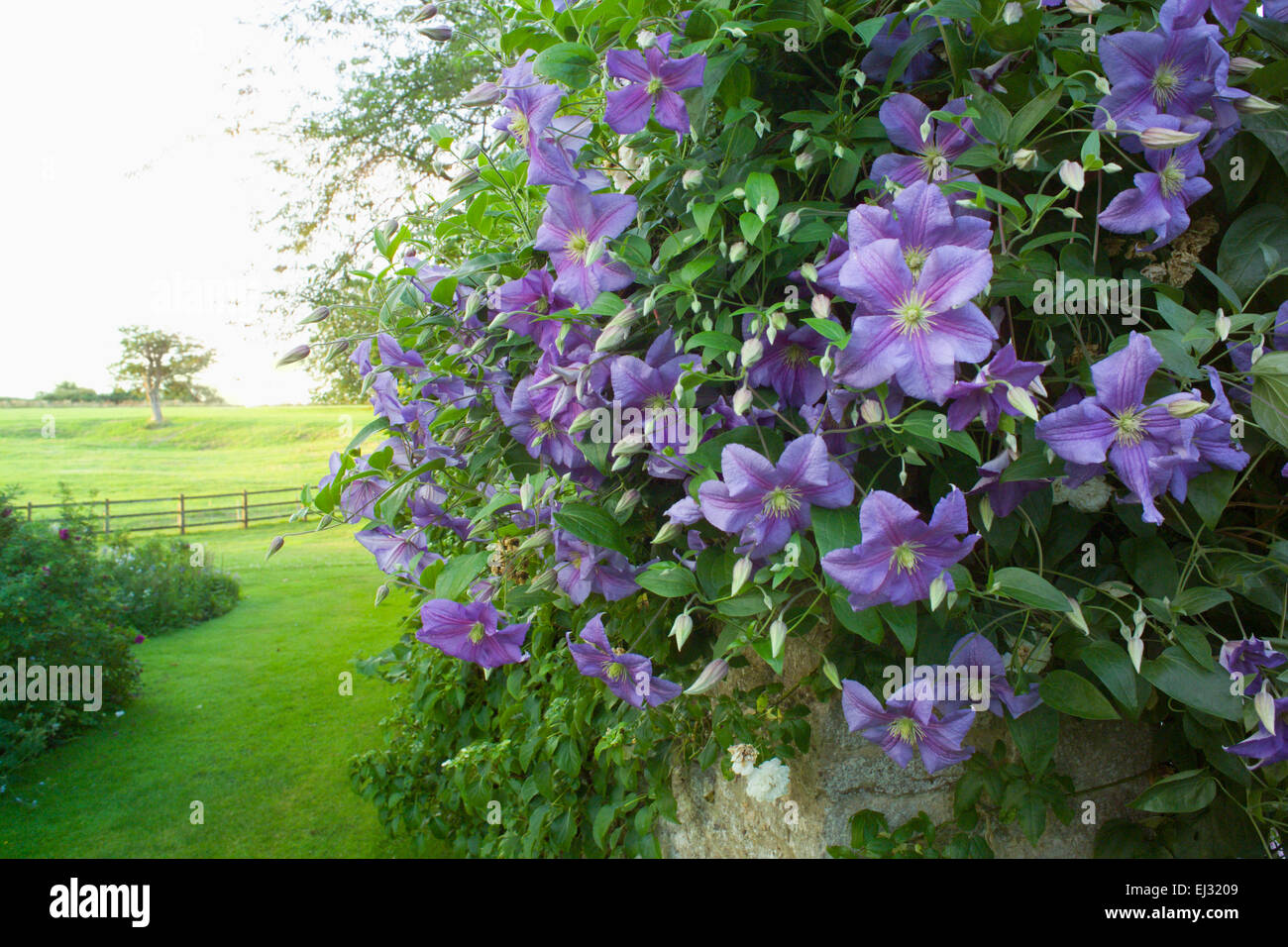 Hodges Barn, Gloucestershire, UK. Summer. Cotswold stone farmhouse, Clematis 'Perle D'Azur' in foreground Stock Photo