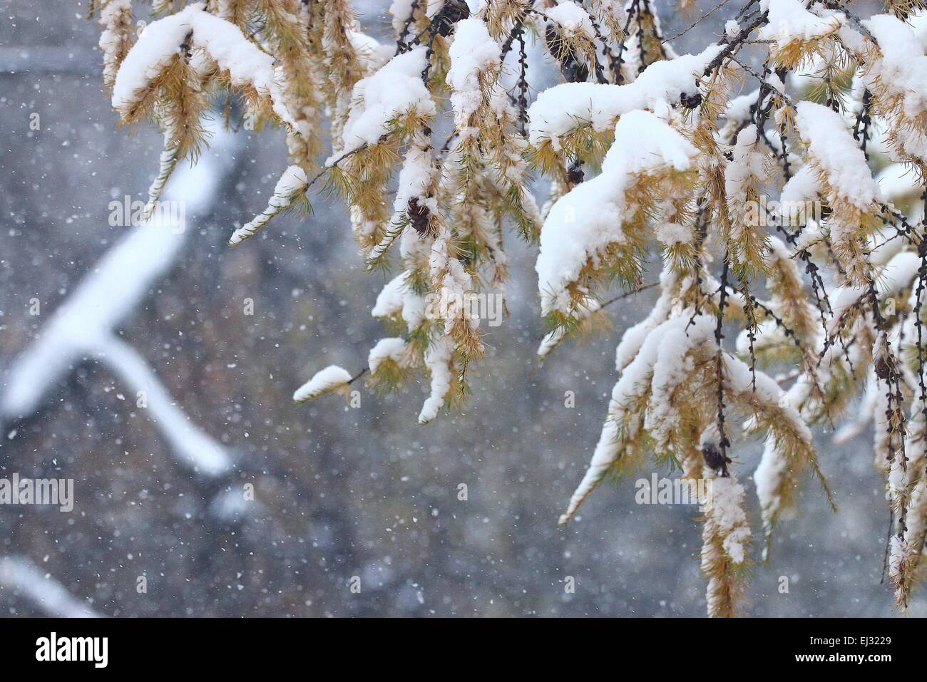 branches covered with snow winter snowfall background Stock Photo - Alamy