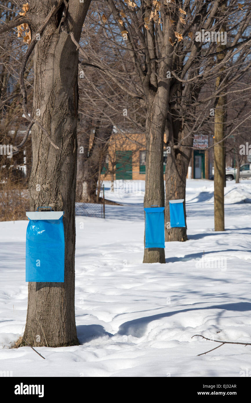 Detroit, Michigan Sugar maple trees are tapped to collect sap for