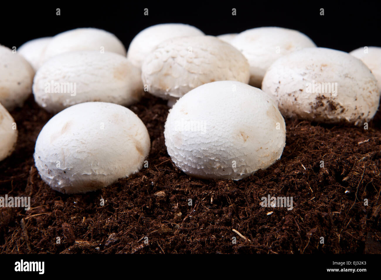 White mushrooms growing over black soil. Isolated over black background