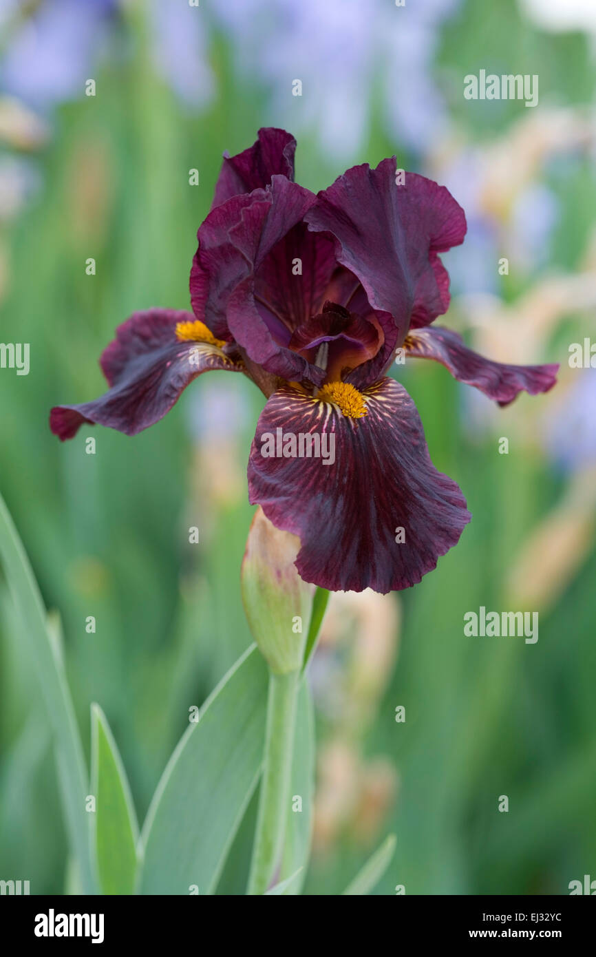 Iris 'Claret' Stock Photo