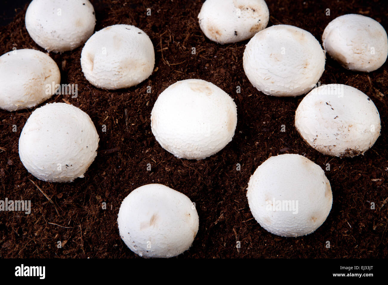 Several white mushrooms growing over black soil Stock Photo Alamy