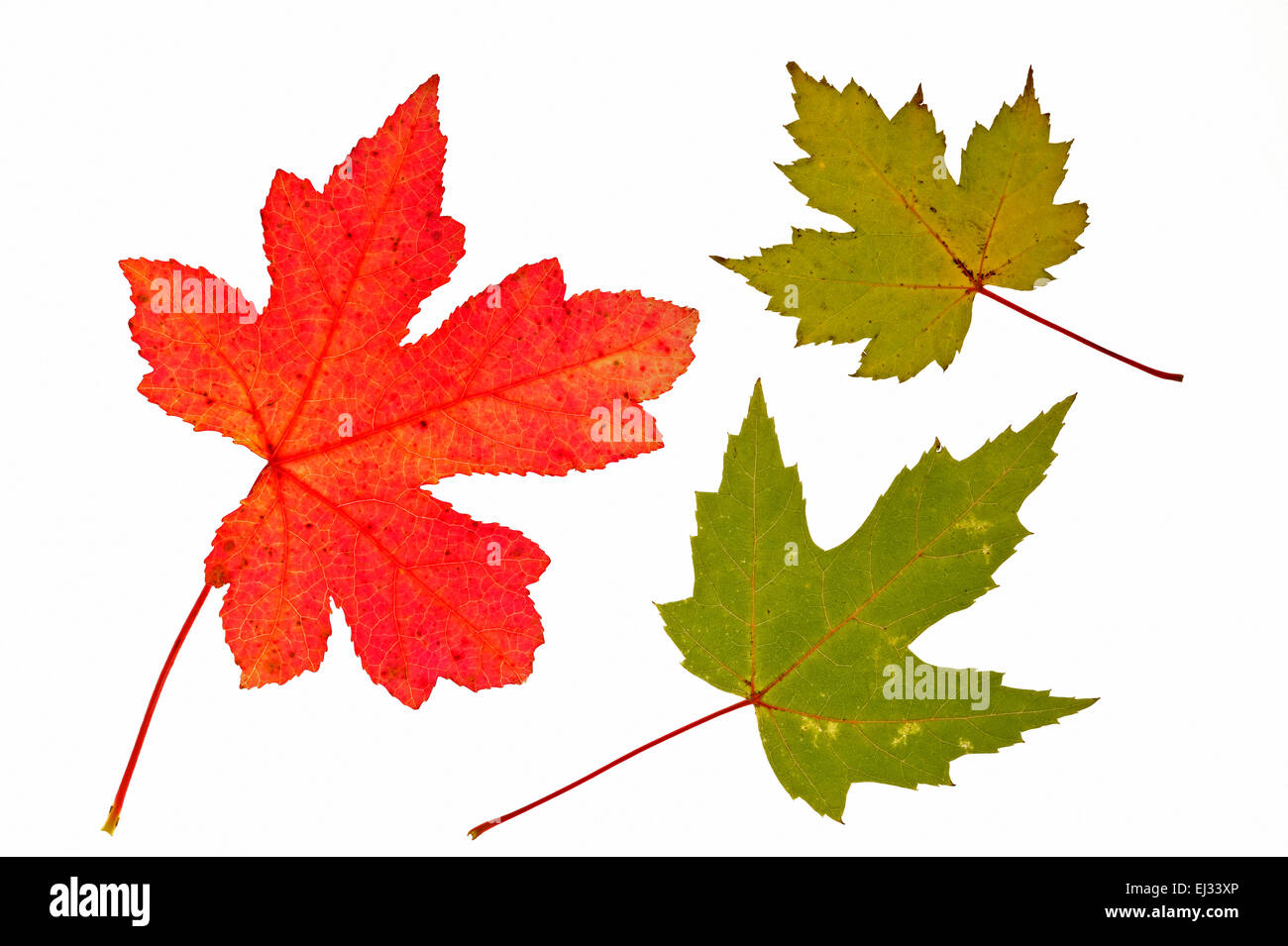 Silver maple / creek maple / silverleaf maple (Acer saccharinum) autumn leaves, native to North America against white background Stock Photo