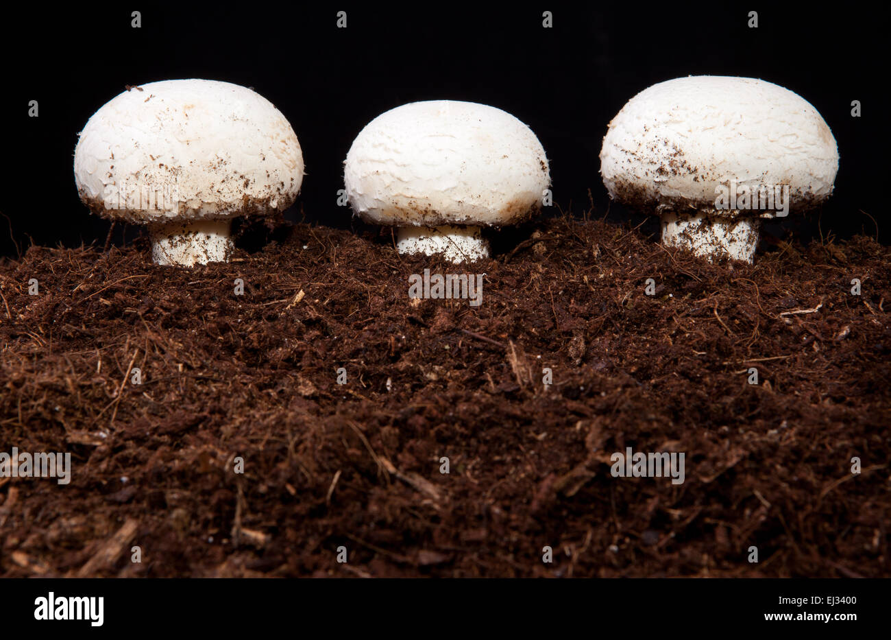 White mushrooms growing over black soil. Isolated over black background