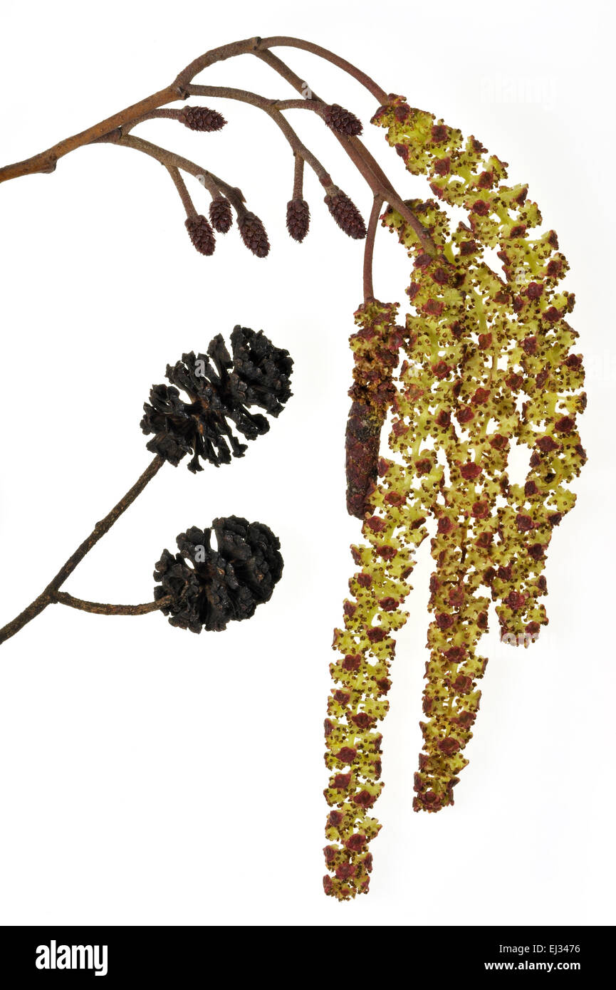 Black Alder / European Alder / Common Alder (Alnus glutinosa) male catkins and female inflorescences on white in spring Stock Photo