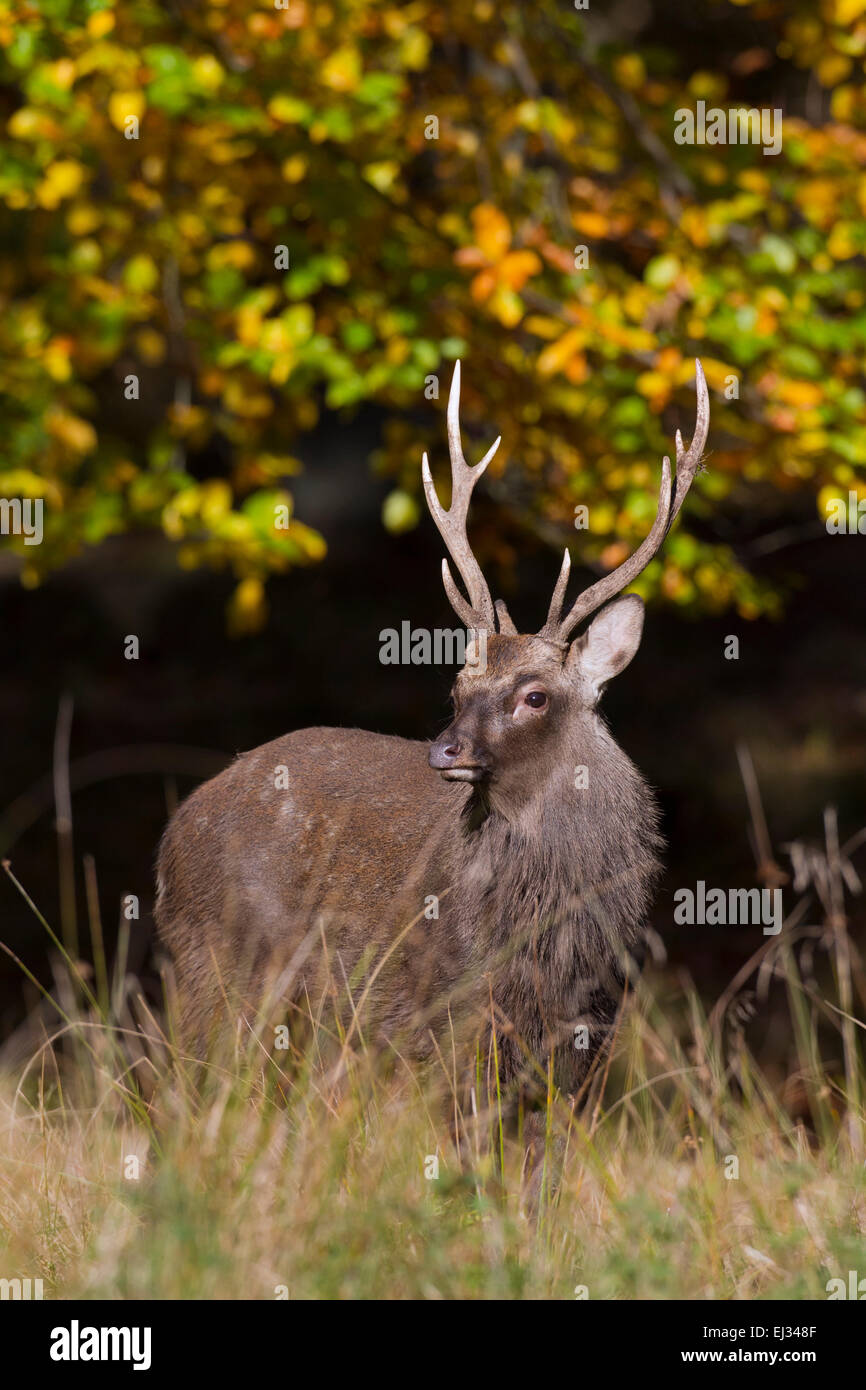 Sika deer / spotted deer/ Japanese deer (Cervus nippon) stag in autumn forest Stock Photo
