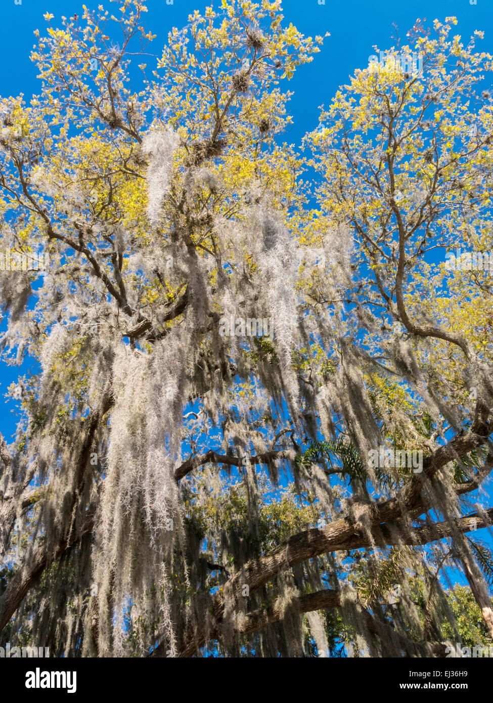 Spanish Moss Hanging in Tree, FL Stock Photo Alamy