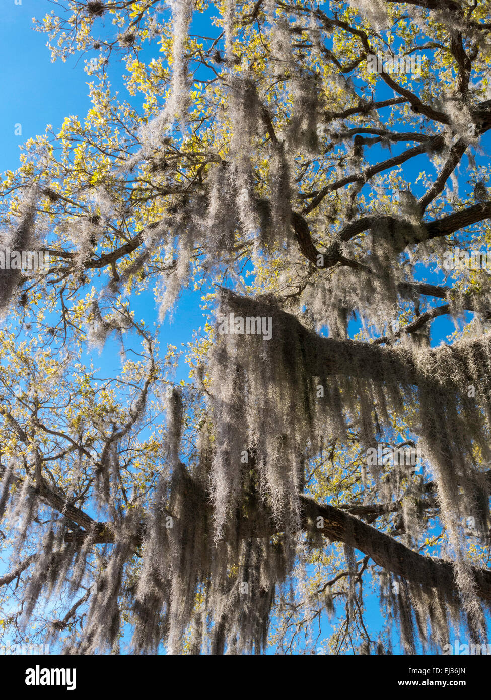Spanish Moss Hanging in Tree, FL Stock Photo Alamy