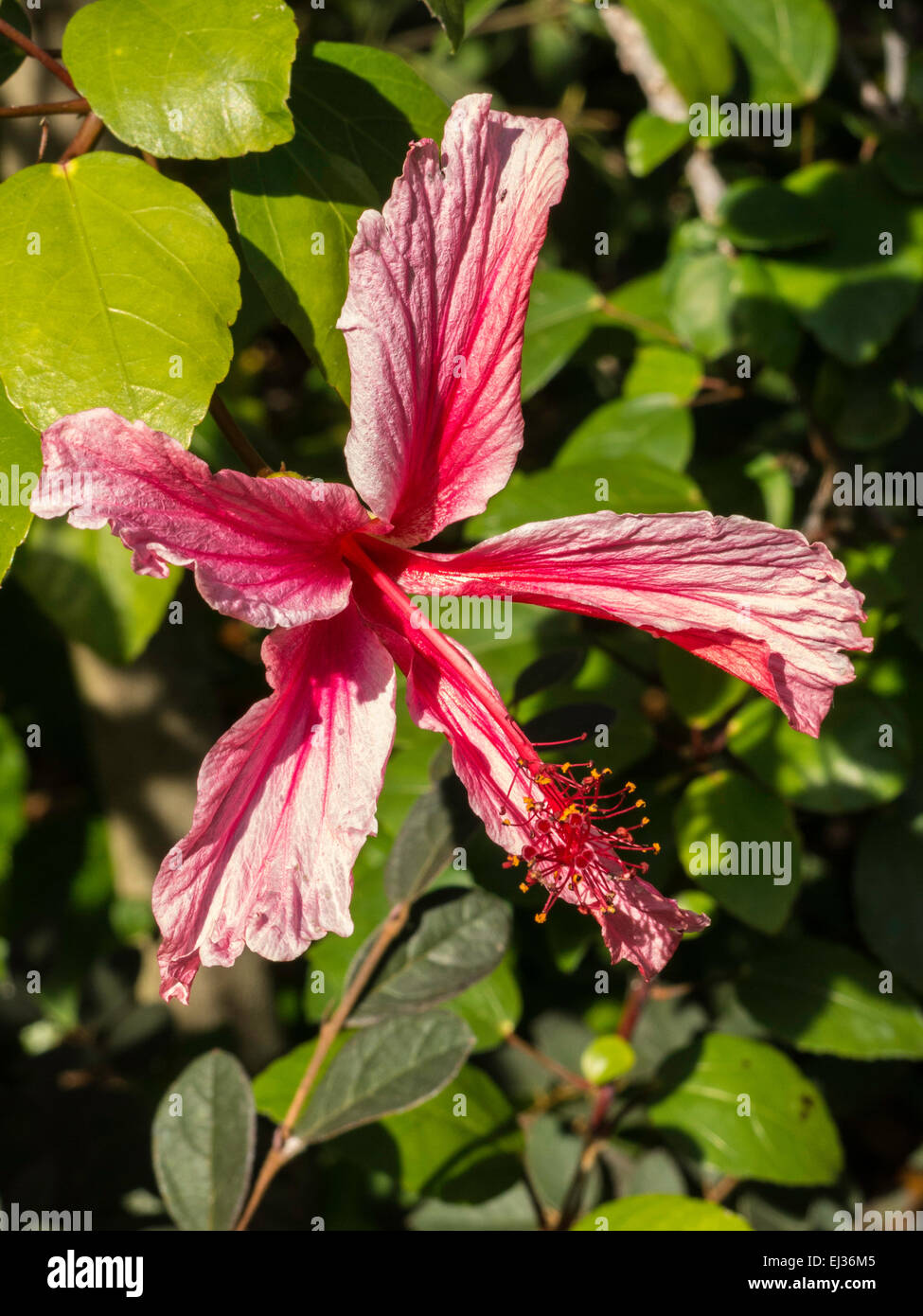 Red and White Hybridized Hibiscus, Florida, USA Stock Photo