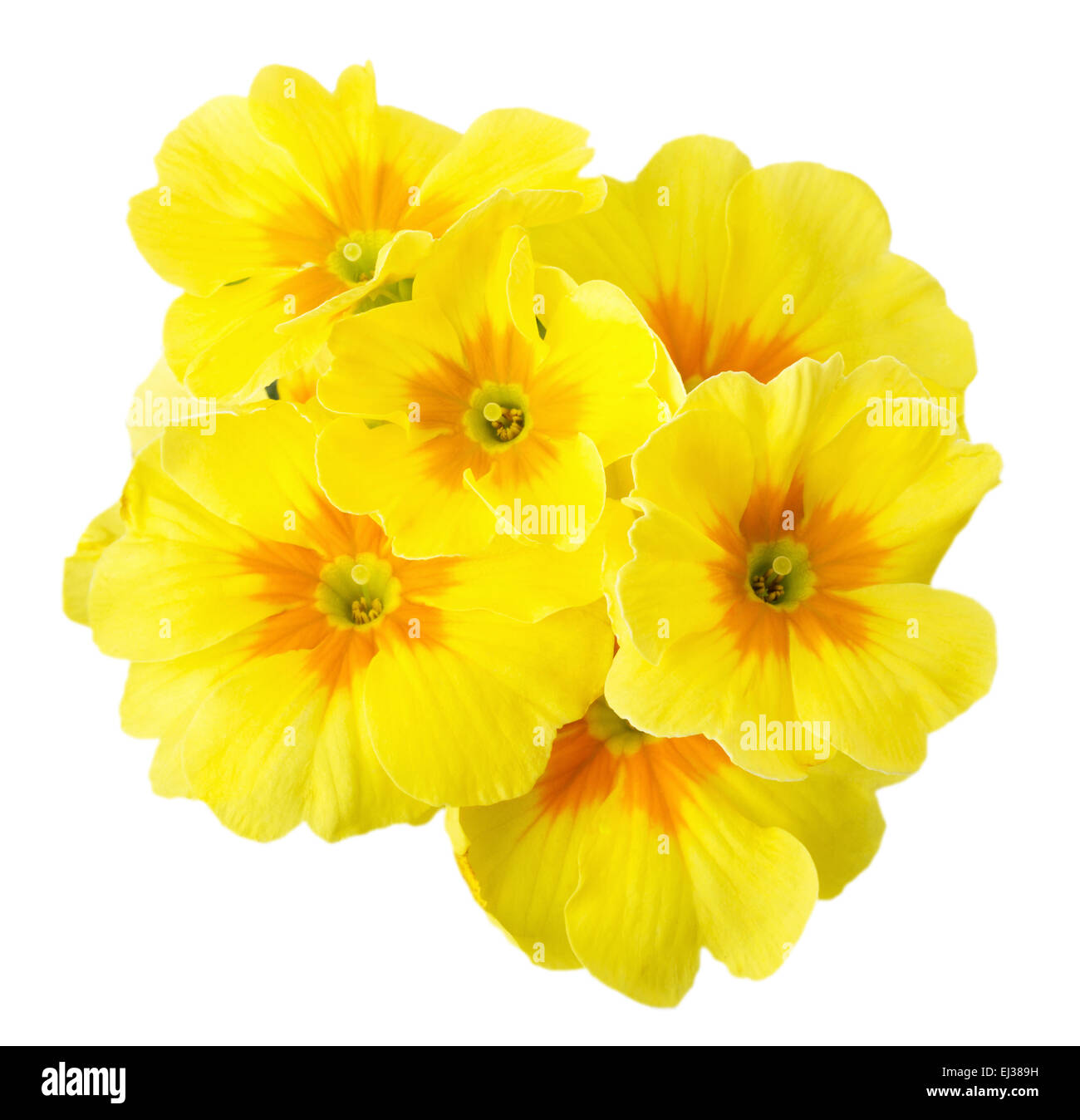 yellow primrose isolated on white background. Stock Photo