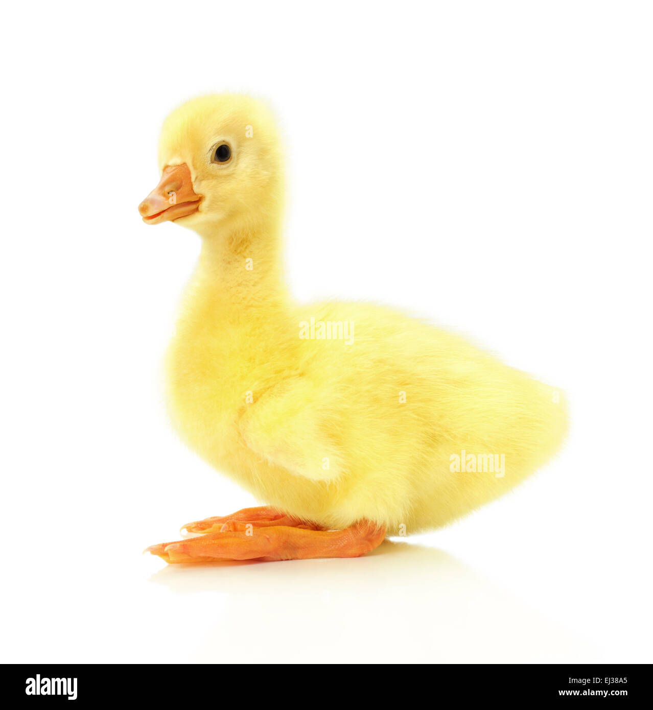little pretty duckling on the white background. Stock Photo