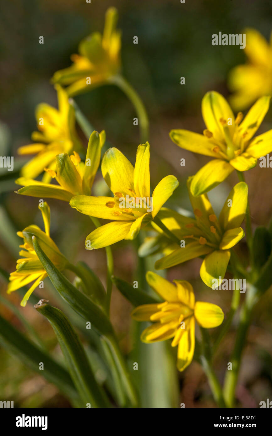 Yellow Star-of-Bethlehem Gagea lutea flowers Stock Photo