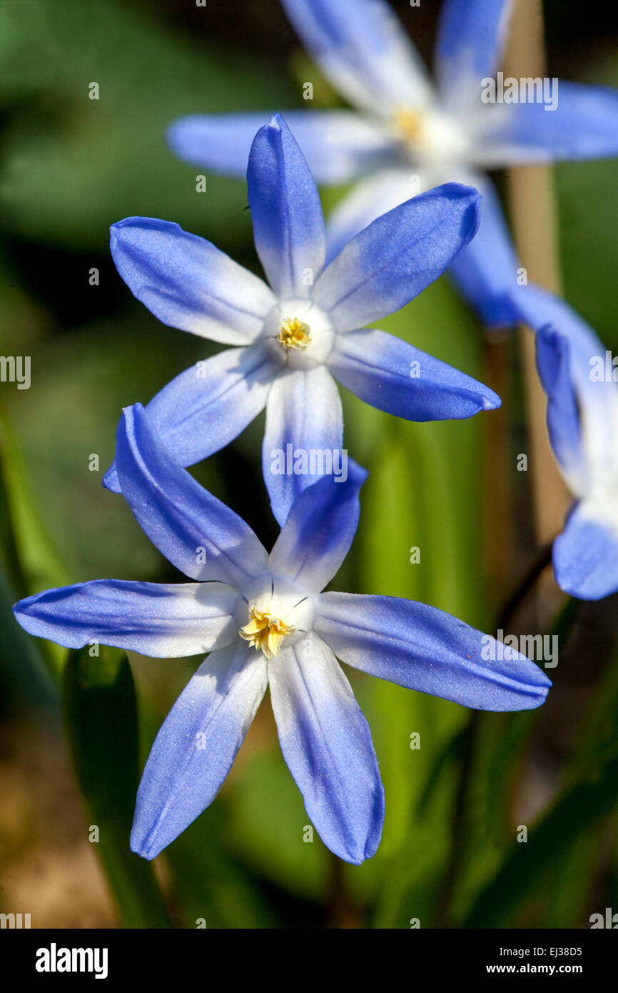 Glory of the Snow, Scilla luciliae, Chionodoxa luciliae, early spring ...