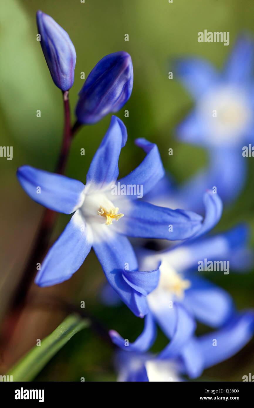 Glory of the Snow, Scilla luciliae, Chionodoxa luciliae, early spring ...