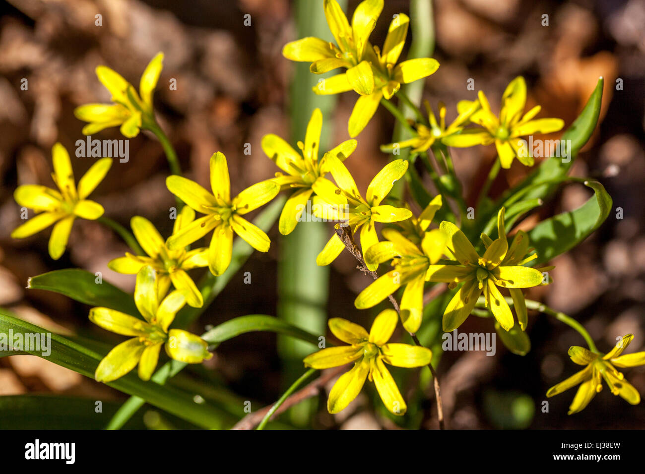 Yellow flowers Star-of-Bethlehem Gagea lutea Stock Photo