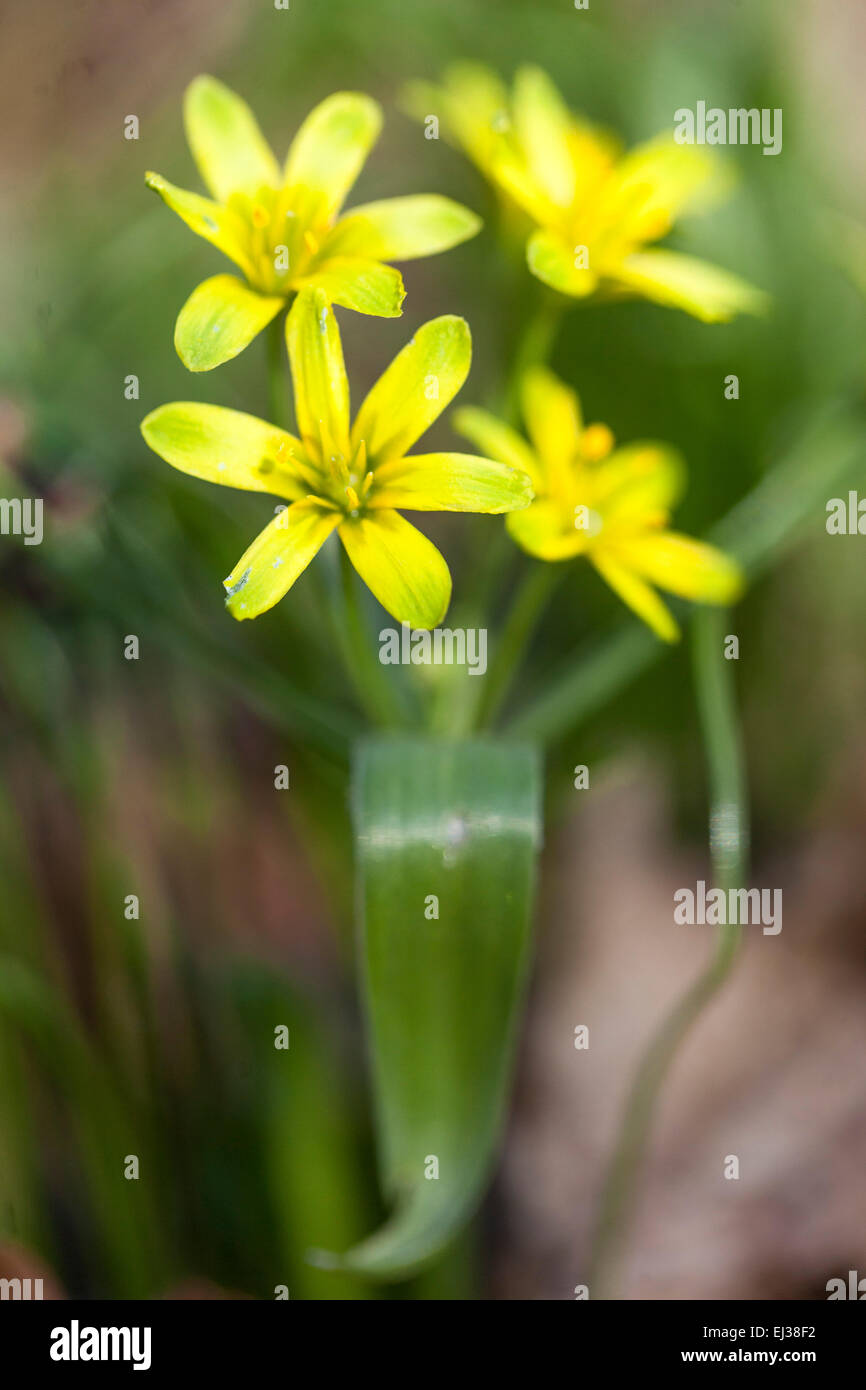 Gagea lutea hi-res stock photography and images - Alamy