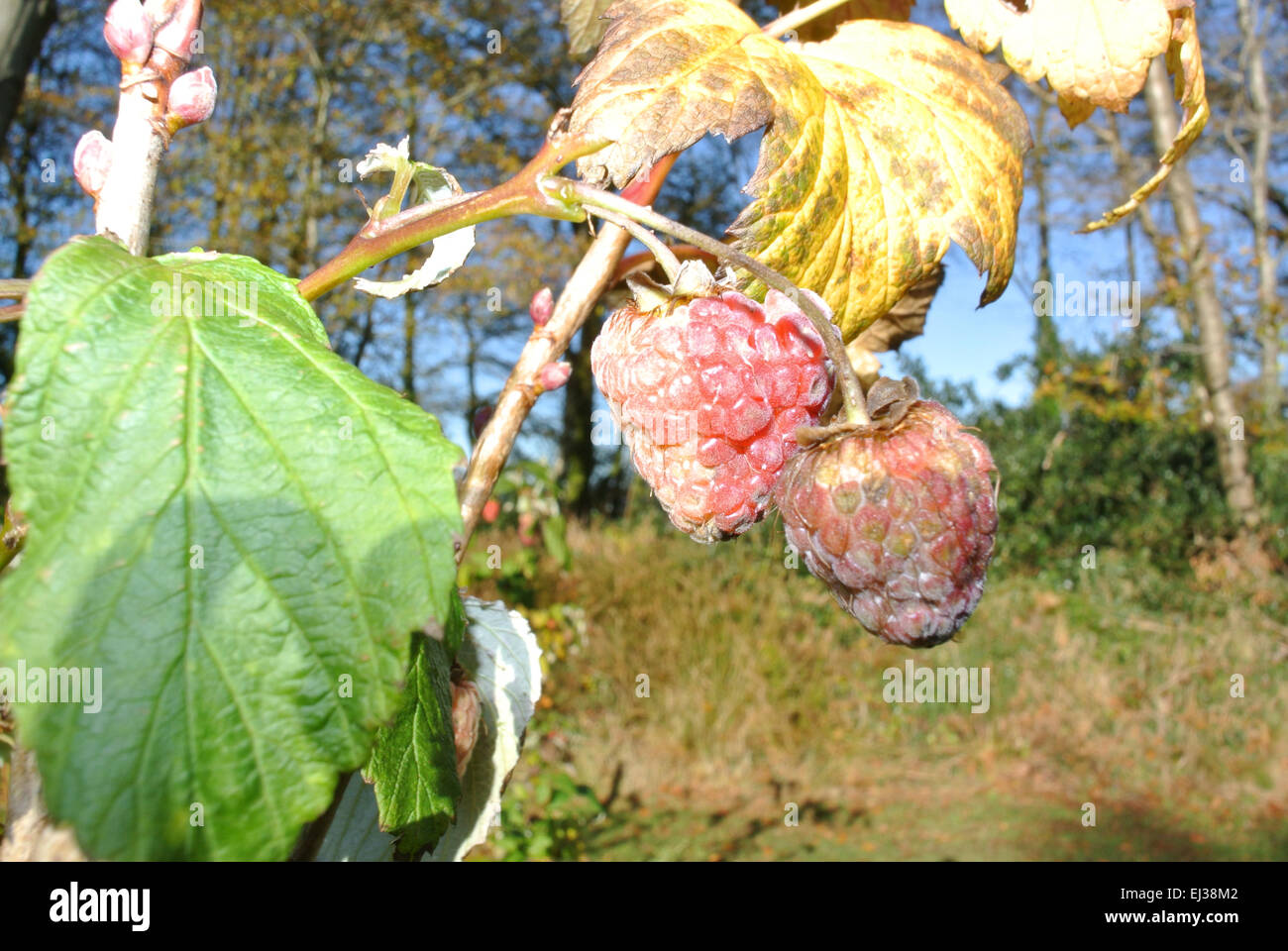 Mould on raspberries Stock Photo - Alamy