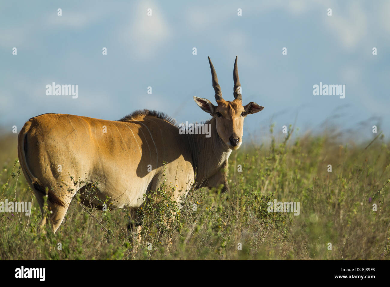 Eland (Taurotragus oryx) Stock Photo