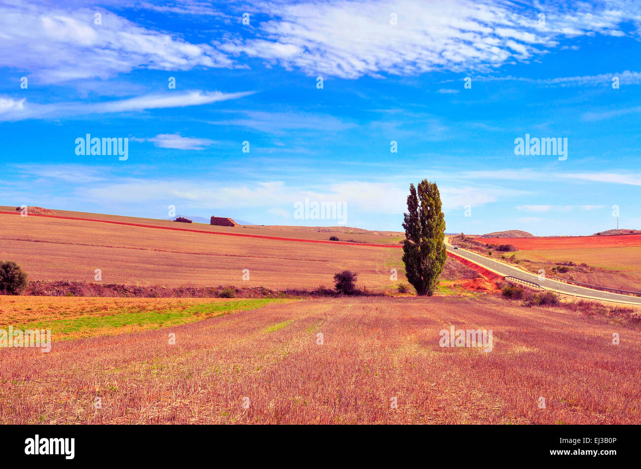 view of a cornfield landscape in the province of Soria, in Spain Stock Photo