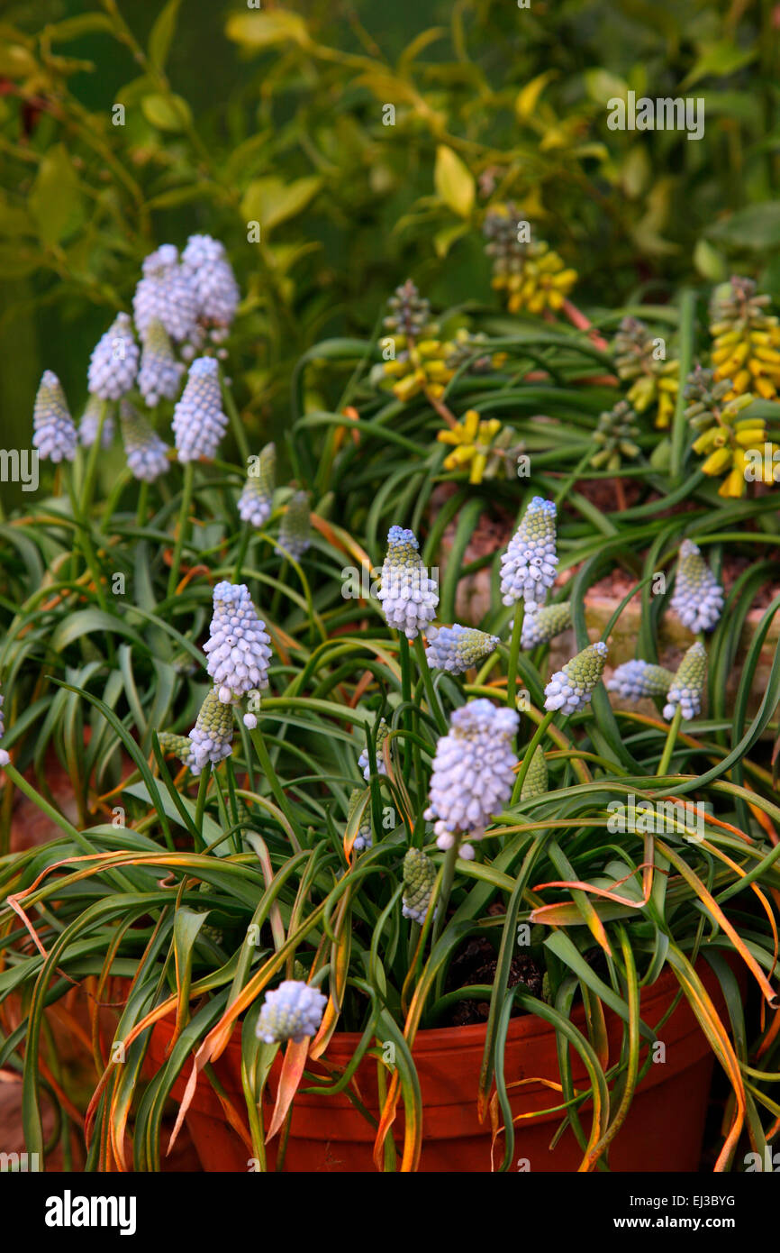 Muscari macrocarpum 'Golden Fragrance' with Muscari armeniacum 'Valerie Finnis' Stock Photo