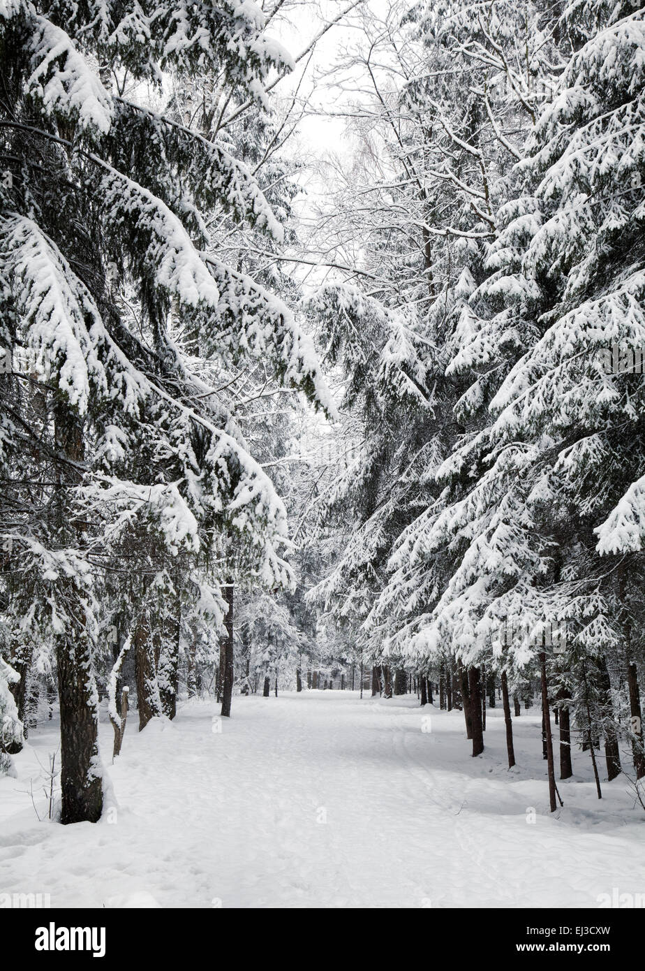 A path between trees covered with snow Stock Photo - Alamy