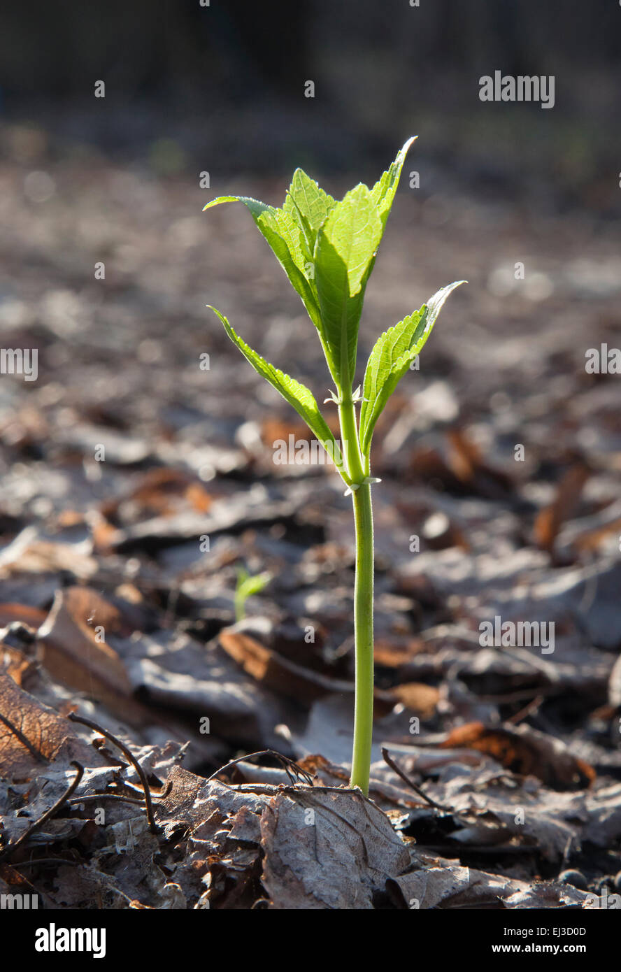 The close-up of a sprout in the spring Stock Photo