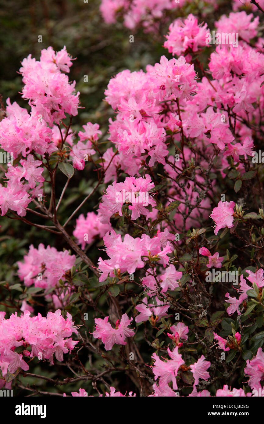 Rhododendron 'Anna Baldsiefen' in Savill Garden, Windsor Stock Photo - Alamy