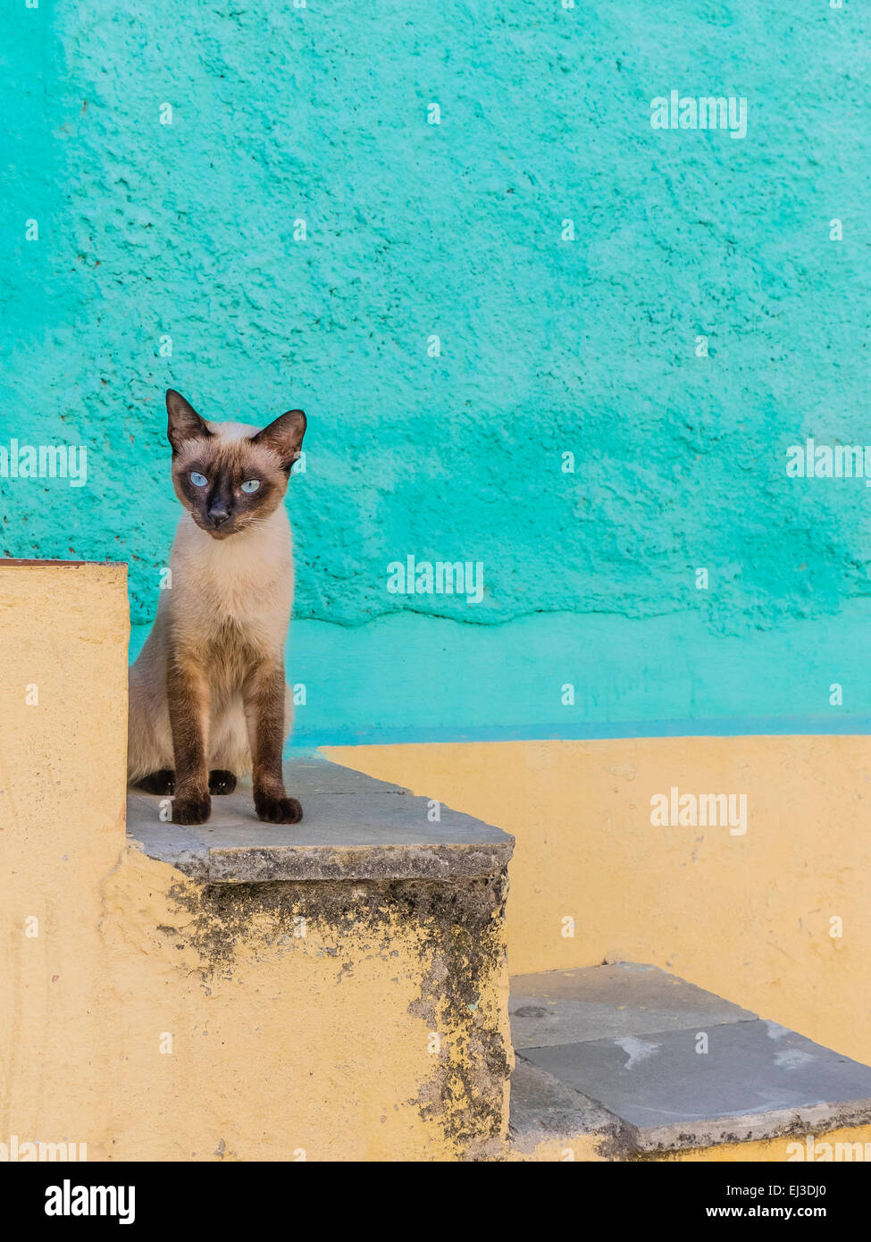 A Siamese Cat Sits On Concrete Steps Facing Forward With Brilliantly Colored Eyes That Come Close To Matching The Wall Color Stock Photo Alamy