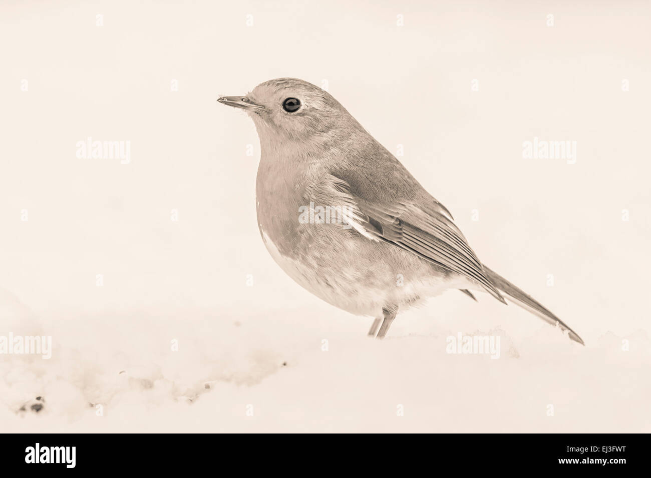 lightly tinted monochrome image of robin bird in snow with vintage duo tone effect Stock Photo