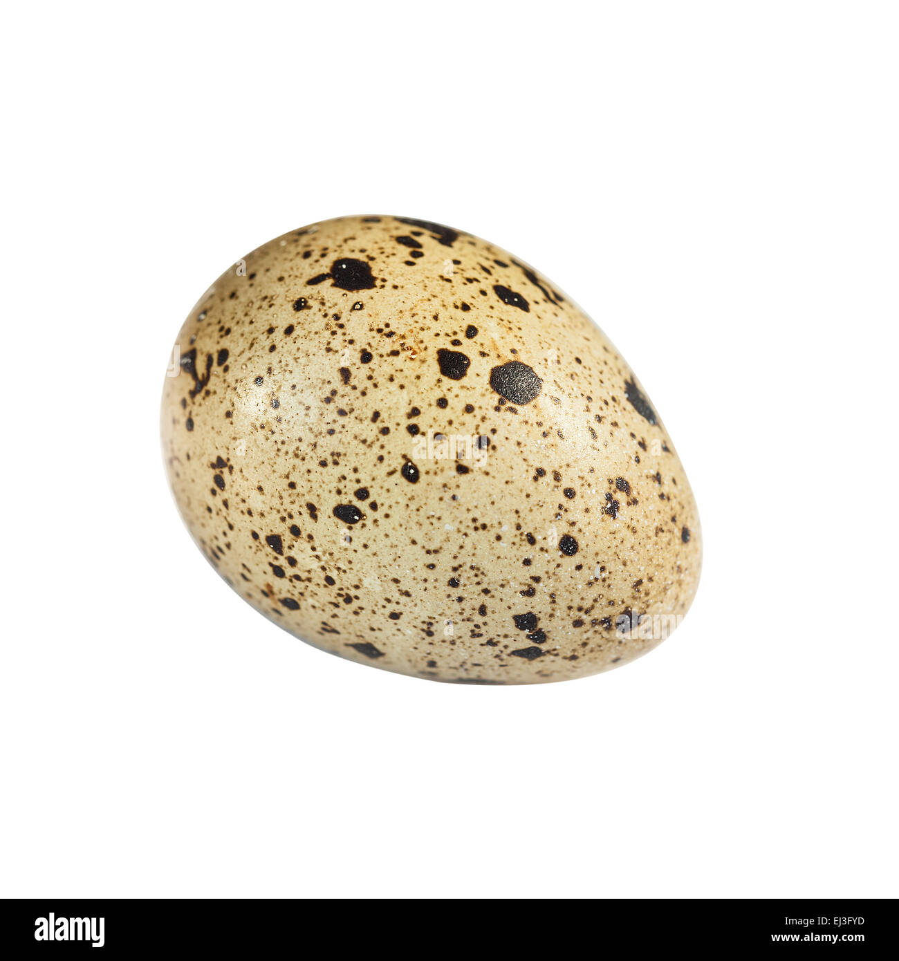 quail egg isolated on white cutout Stock Photo