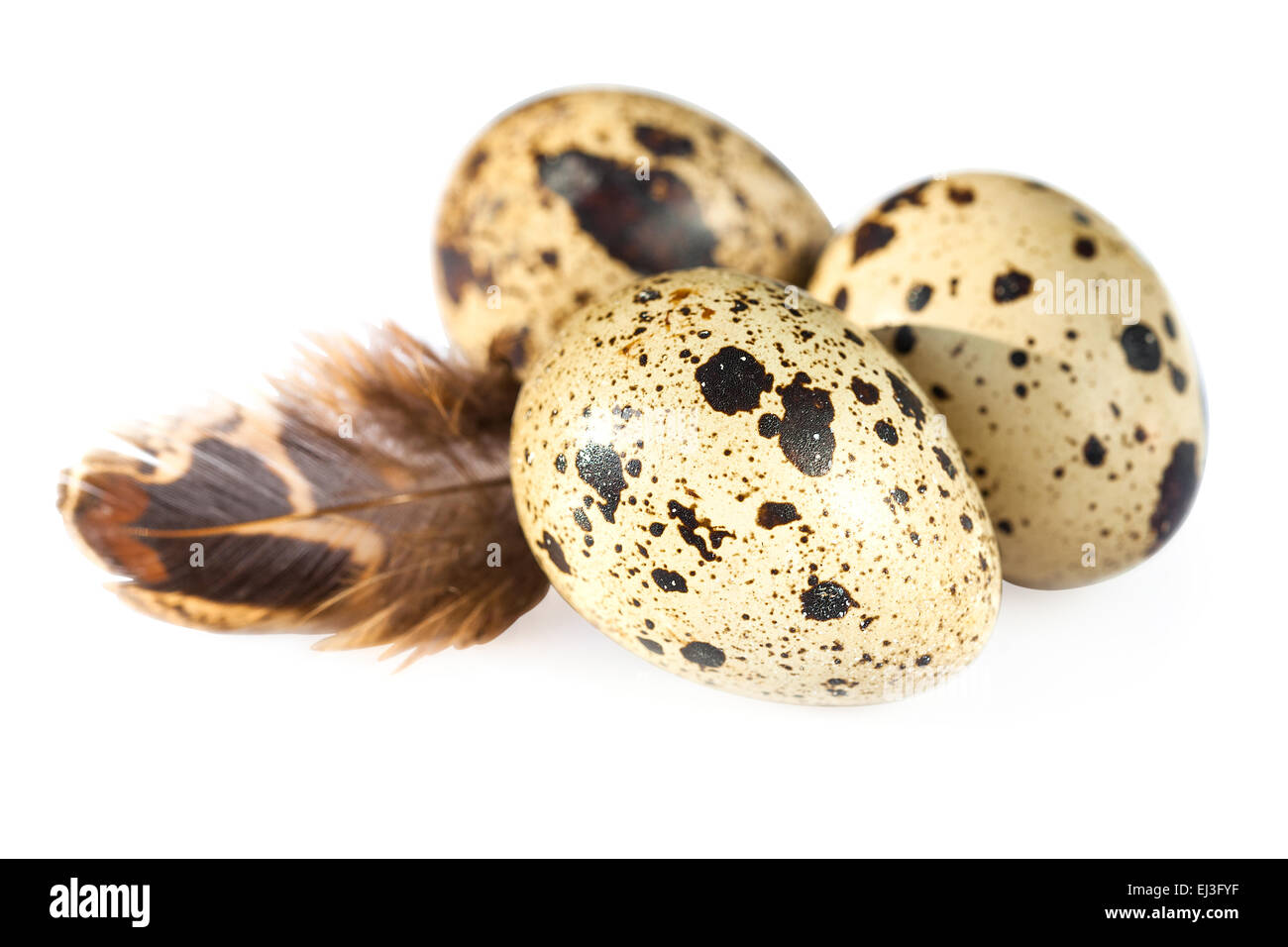 common quail eggs Stock Photo Alamy