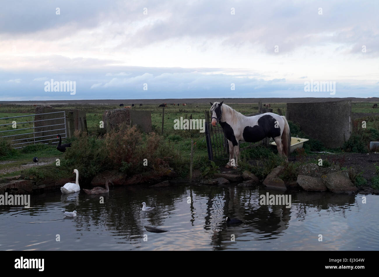 Horse swan and seagull at dusk at river Glaven near Cley next the sea Norfolk England UK GB Europe Stock Photo