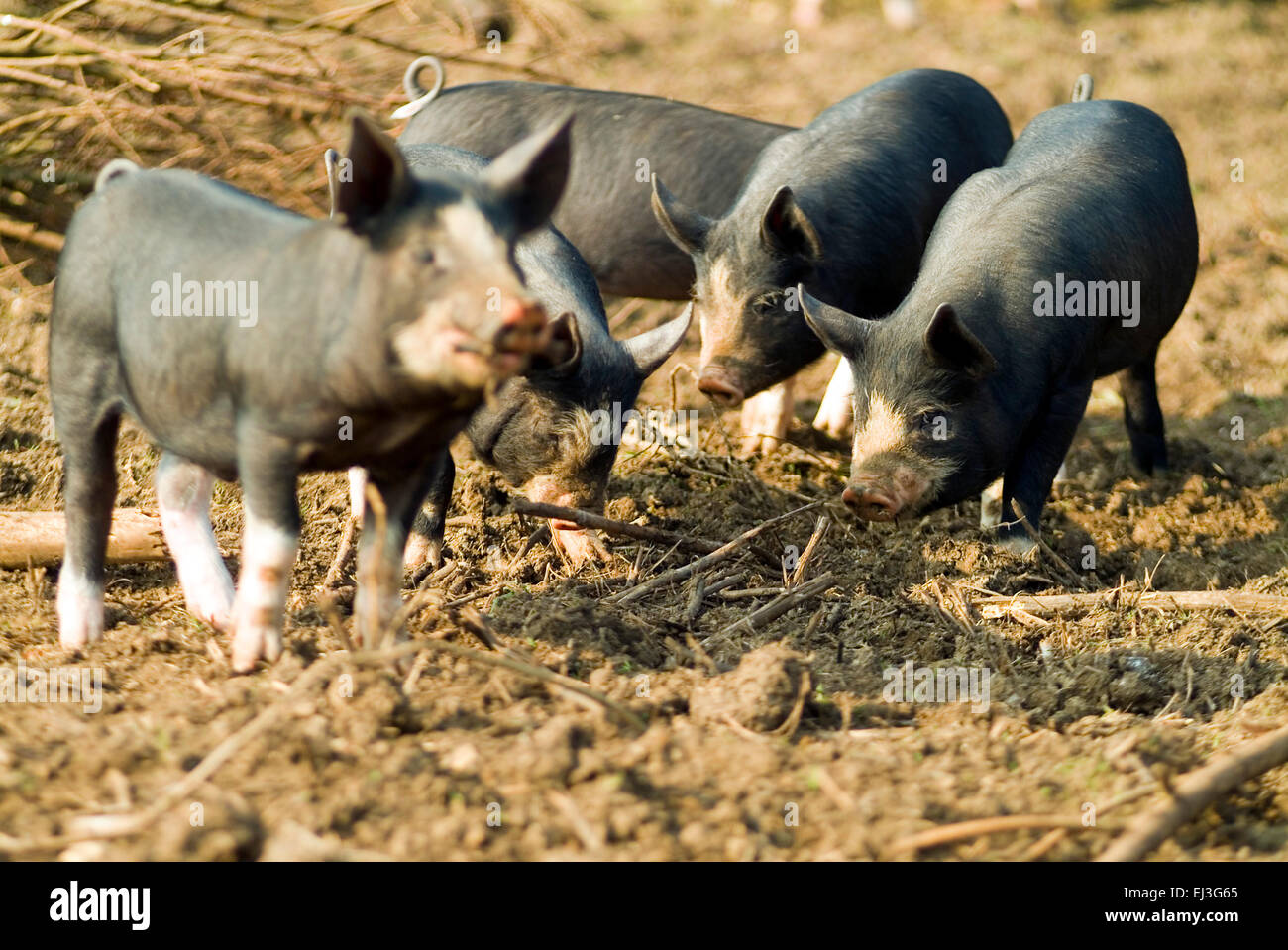 Black domestic piglets in free range husbandry on a organic farm england UK europe Stock Photo