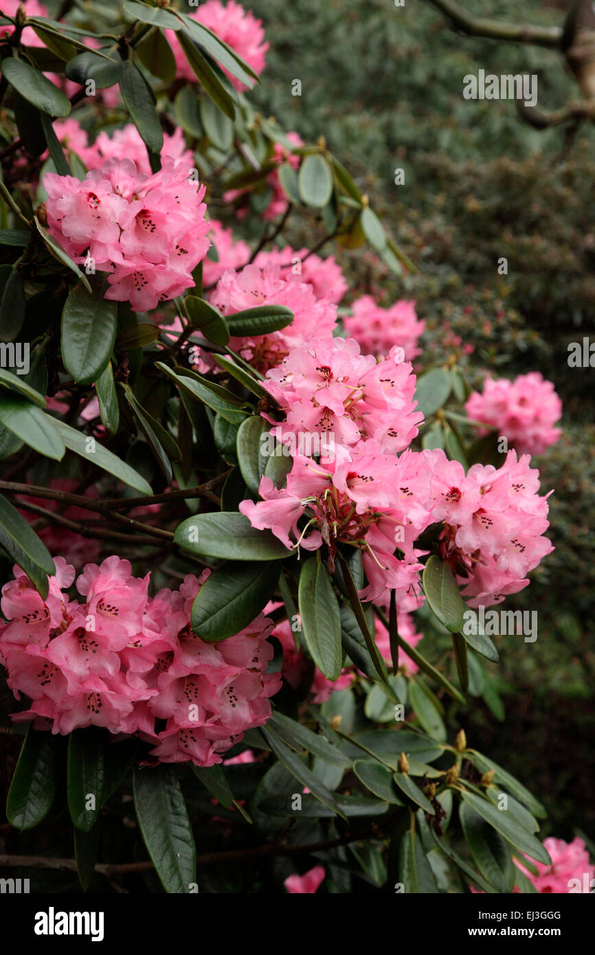 Rhododendron sphaeroblastum at Savill Garedn, Windsor Stock Photo