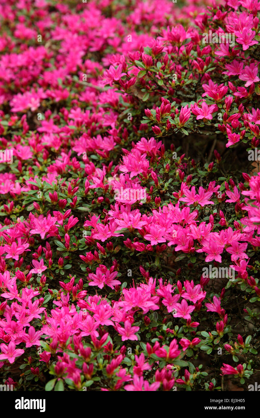 Rhododendron 'Hatsugiri' Stock Photo