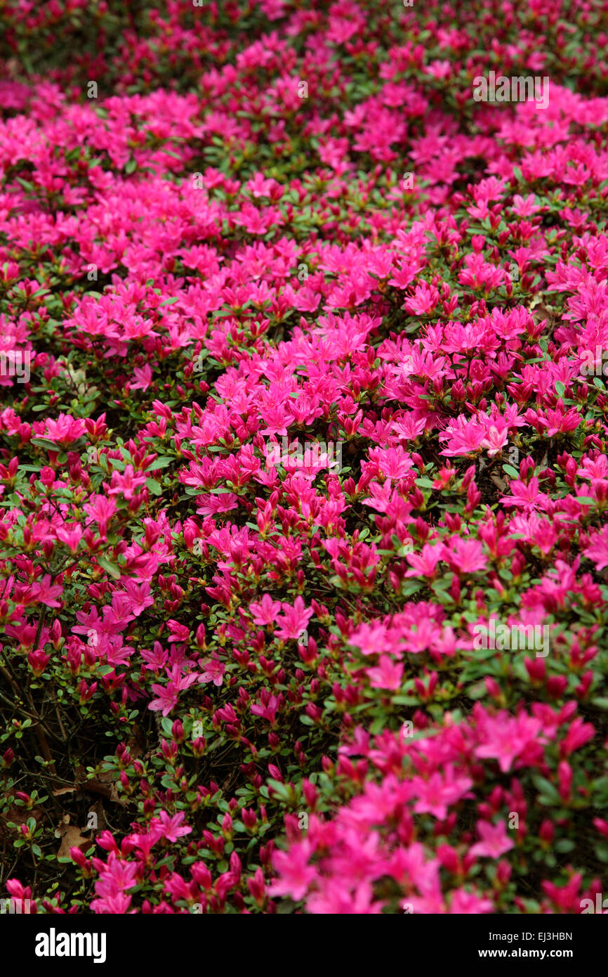 Rhododendron 'Hatsugiri' Stock Photo