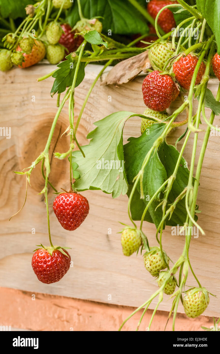 June-bearing strawberries growing in a raised bed garden, with copper slug repellent tape on the side, in Issaquah, Washington Stock Photo