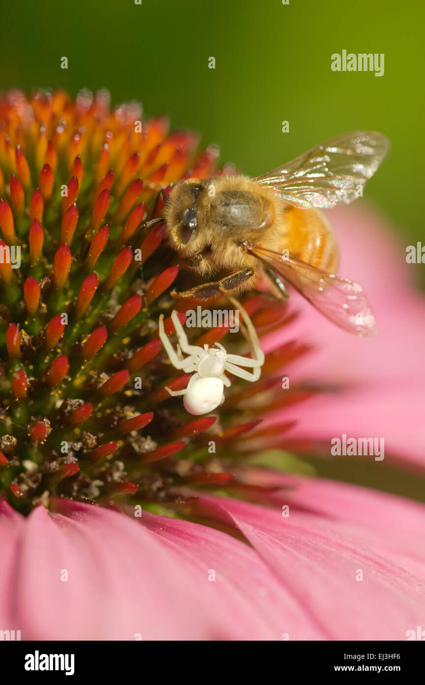 Coneflower Magnus (Echinacea purpurea) flower with a honey bee (Apis mellifera) and a White Crab Spider or White Flower Spider Stock Photo