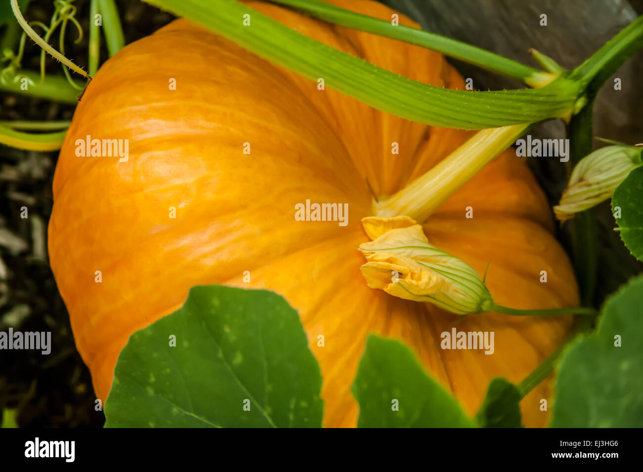 Pumpkin ready to harvest in a raised bed garden in Issaquah, Washington