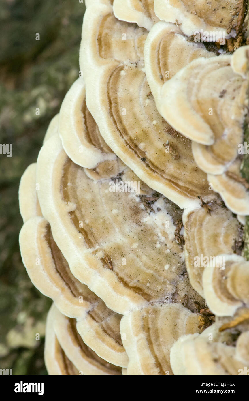 Turkeytail polypore mushroom taken in a rural area near Galena, Illinois, USA Stock Photo