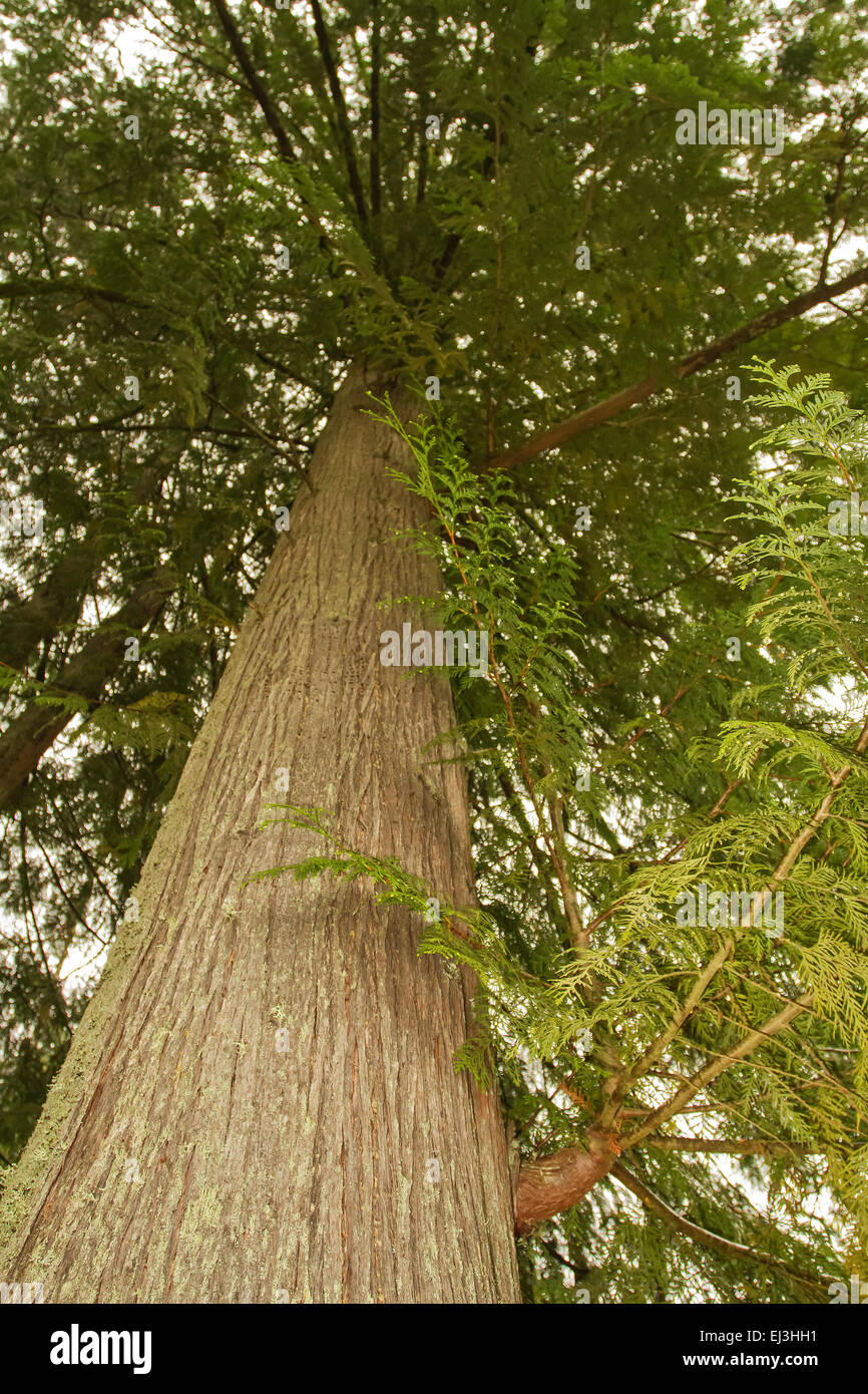 Looking up at a Western Red Cedar tree in Squak Mountain State Park in Issaquah,  Washington, USA Stock Photo