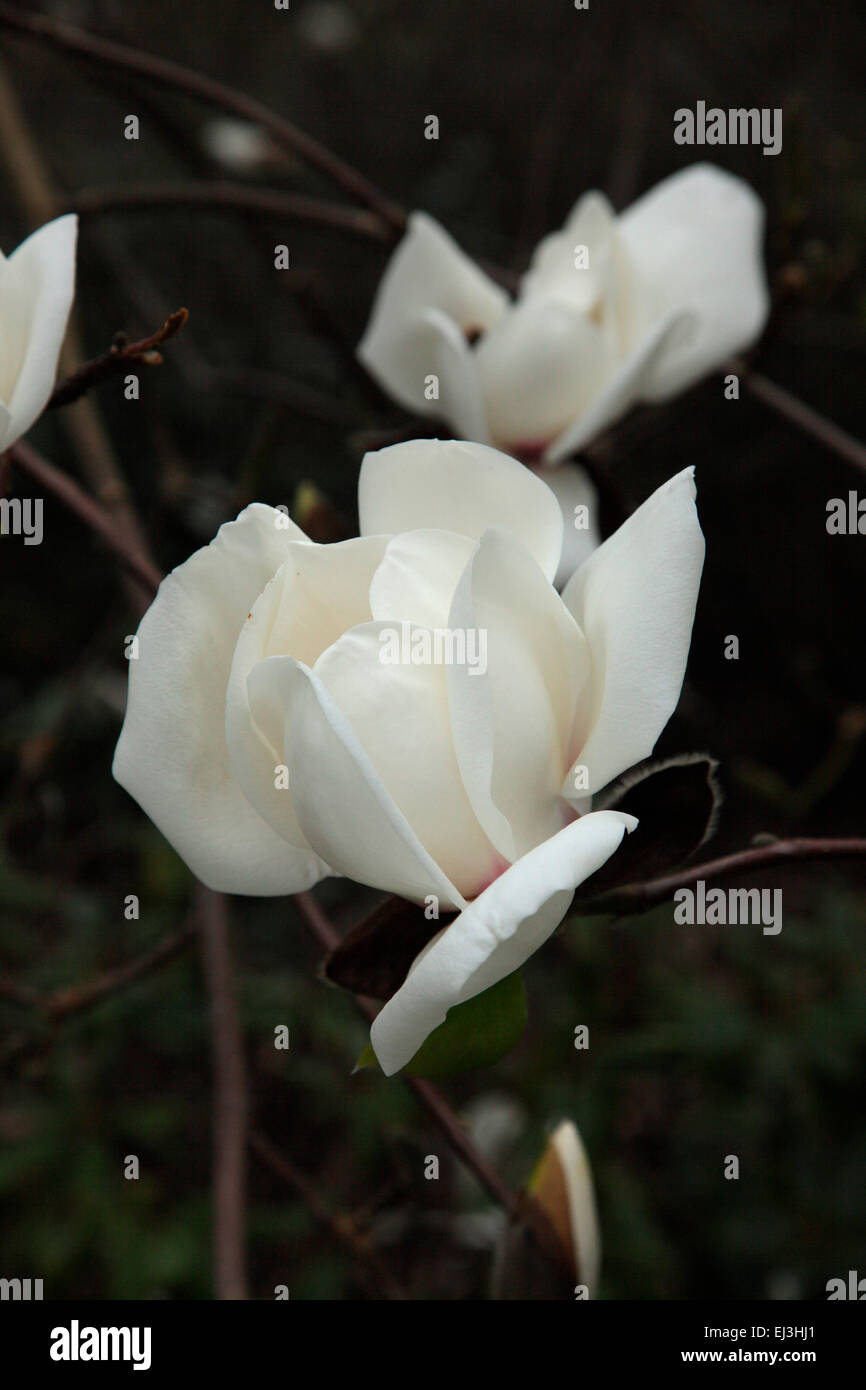 Magnolia 'Phelan Bright' at Valley Gardens, Windsor Stock Photo