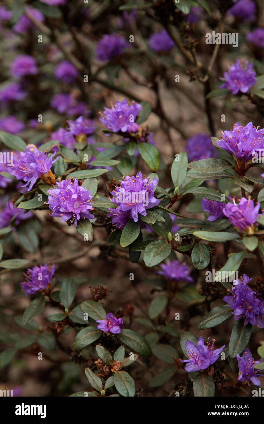 Rhododendron russatum in the Valley Gardens, Windsor Stock Photo - Alamy